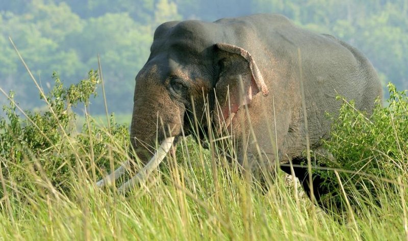 Tình trạng bảo tồn voi châu Á