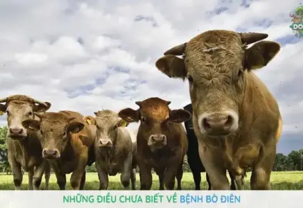 Bệnh bò điên là gì? Cách nhận biết và biện pháp điều trị