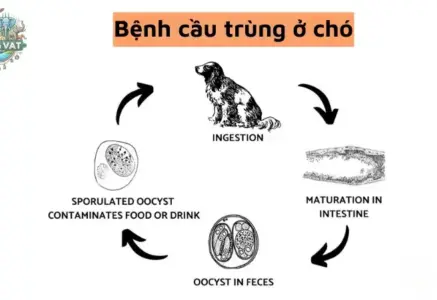 Triệu chứng bệnh cầu trùng ở chó – Dấu hiệu cần chú ý