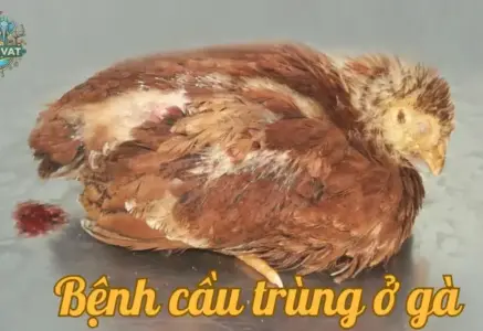 Bệnh cầu trùng ở gà – Nguyên nhân và cách phòng tránh