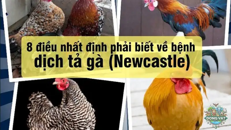 Bệnh dịch tả gà là gì? Nguyên nhân và cách phòng ngừa