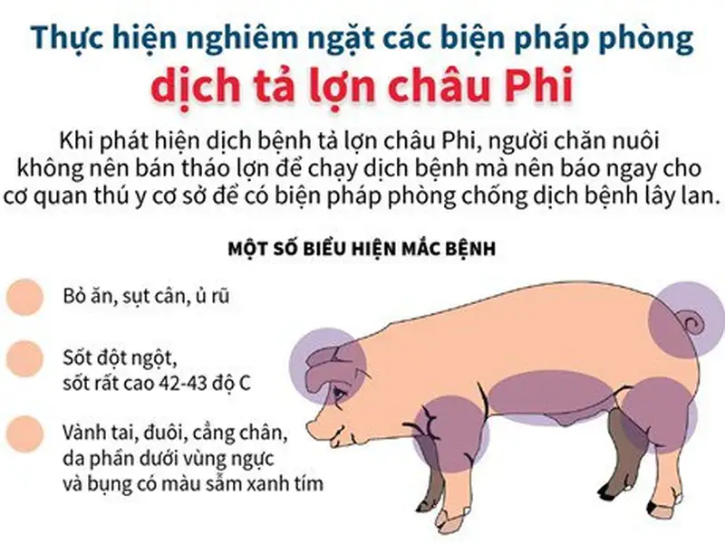 Cách phòng chống dịch tả lợn châu Phi 1