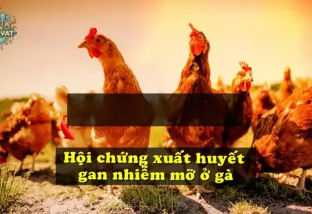 Bí quyết giảm nguy cơ bệnh gan nhiễm mỡ gia cầm hiệu quả