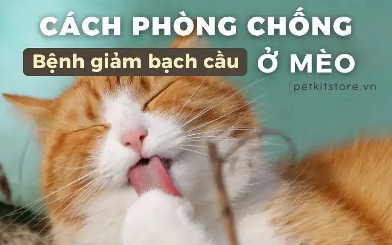 Phòng ngừa bệnh giảm bạch cầu ở mèo