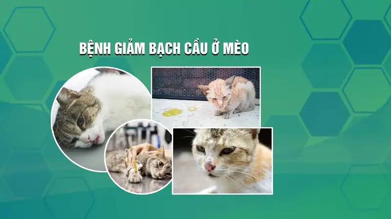 Thể ẩn tính của bệnh giảm bạch cầu