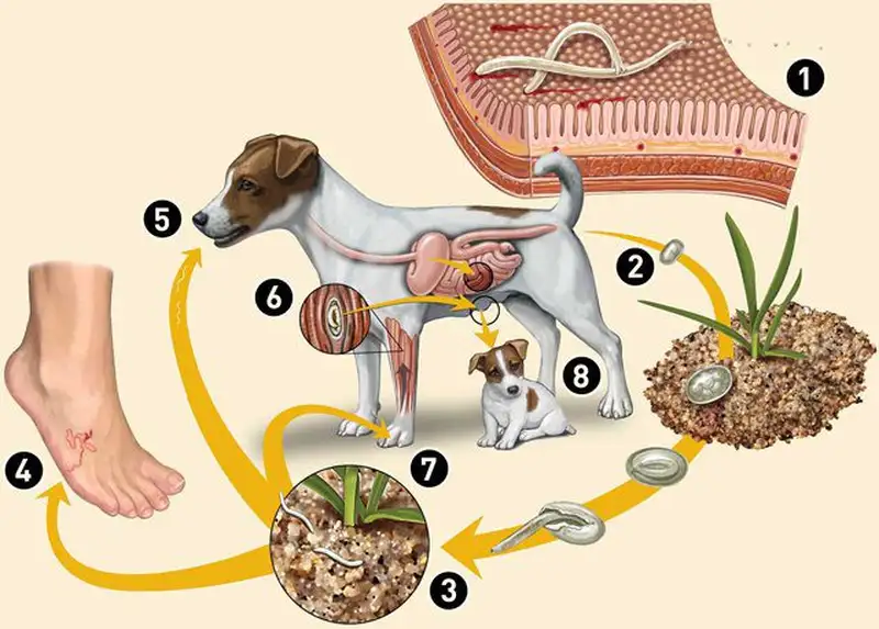 Tác nhân gây bệnh giun đũa ở chó