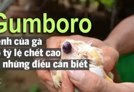 Bệnh Gumboro ở gà là gì? Hướng dẫn chẩn đoán và phòng ngừa