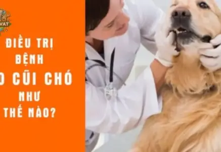 Bệnh ho cũi ở chó – Dấu hiệu nhận biết và cách xử lý kịp thời