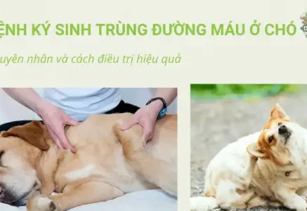 Bệnh nhiễm ký sinh trùng ở chó – Những điều bạn cần biết