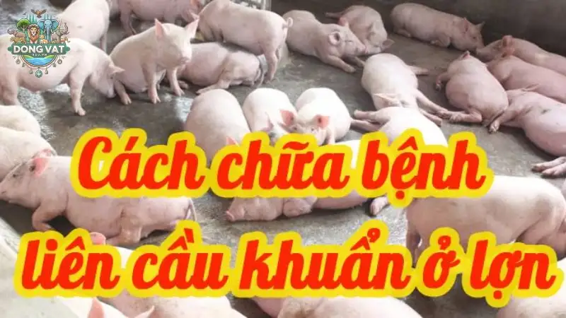 Bệnh liên cầu khuẩn trên heo