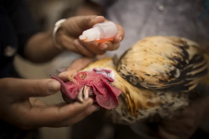 Thể mãn tính bệnh Marek trên gà