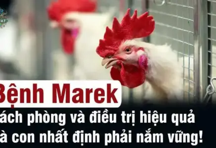 Cách phát hiện sớm bệnh Marek ở gà và biện pháp xử lý