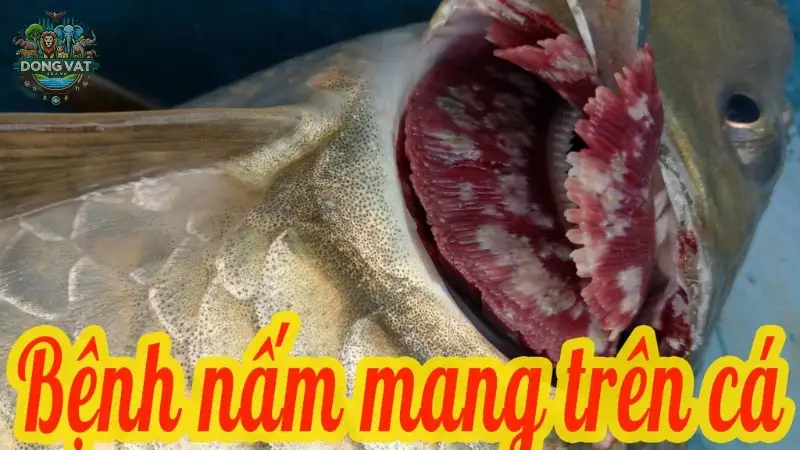 Nguyên nhân gây bệnh nấm mang ở cá