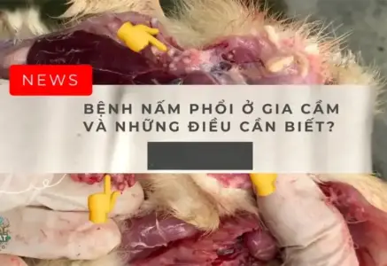 Triệu chứng bệnh nấm phổi gia cầm và cách điều trị