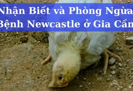 Bệnh Newcastle ở gà là gì? Dấu hiệu và cách điều trị