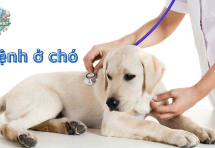 Các bệnh ở chó – Triệu chứng thường gặp và cách điều trị