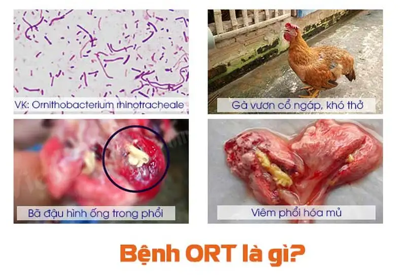 Bệnh ORT ở gà