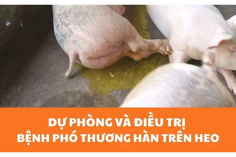 Triệu chứng bệnh phó thương hàn lợn