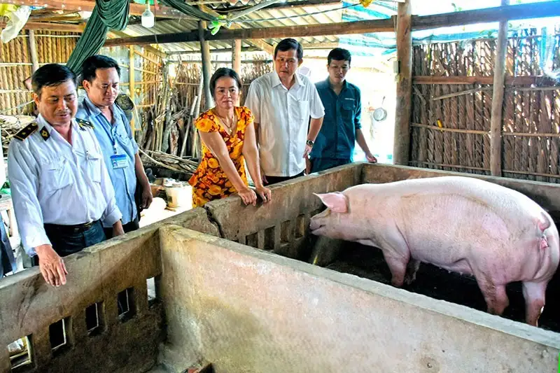 Bệnh tích bệnh phó thương hàn lợn