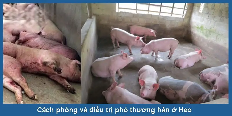 Cách phòng và điều trị bệnh phó thương hàn lợn