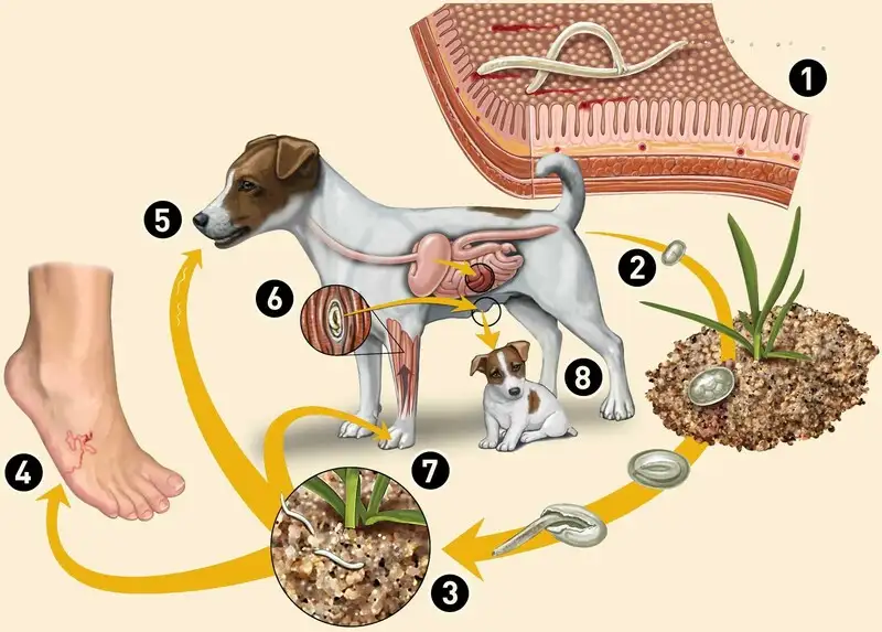 Một trong những tác hại nghiêm trọng nhất của bệnh sán chó là gây ra toxocariasis thể thần kinh