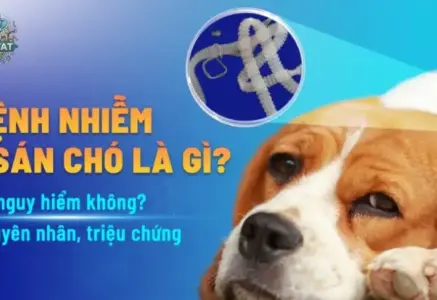 Tác hại của bệnh sán chó đối với sức khỏe con người