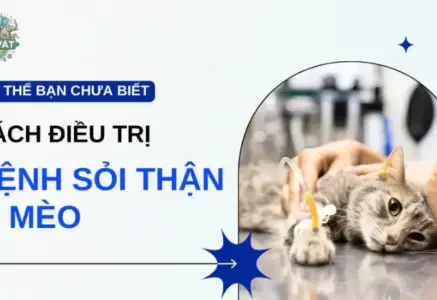 Bệnh sỏi thận mèo có nguy hiểm không? Cách chăm sóc tại nhà