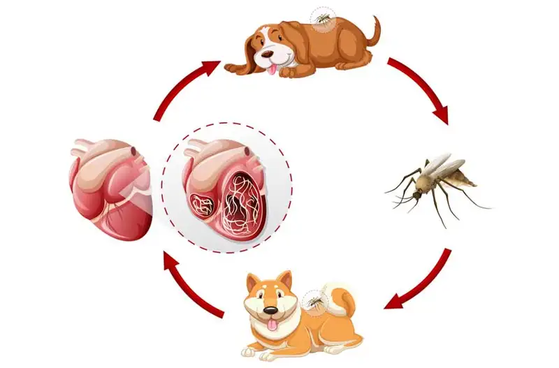 Chó mắc suy tim thường giảm cân nhanh chóng và không rõ nguyên nhân