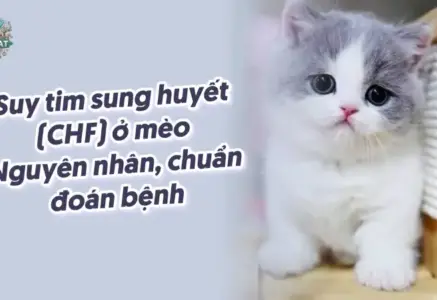 Bệnh suy tim ở mèo – Hướng dẫn chăm sóc và cách điều trị