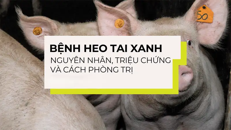 Dấu hiệu bệnh tai xanh ở heo 1