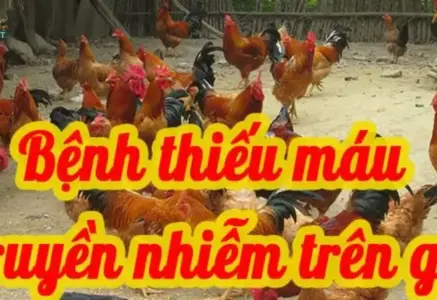 Triệu chứng bệnh thiếu máu gia cầm người chăn nuôi cần biết