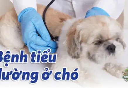 Bệnh tiểu đường ở chó – Nguyên nhân và cách phòng tránh