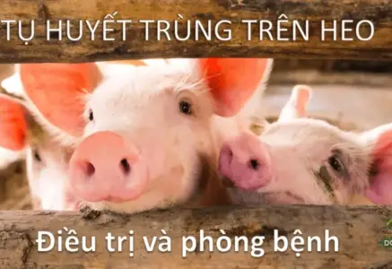 Tụ huyết trùng ở lợn – Phương pháp xử lý và ngăn ngừa