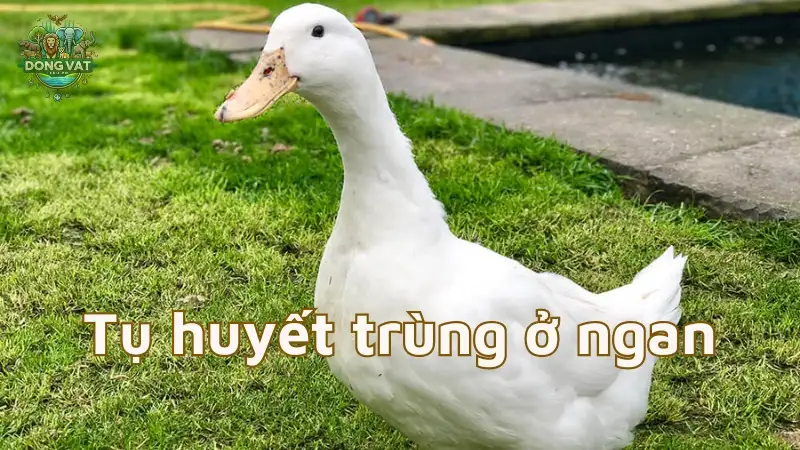 Nhận diện bệnh tụ huyết trùng ở ngan và những điều cần biết