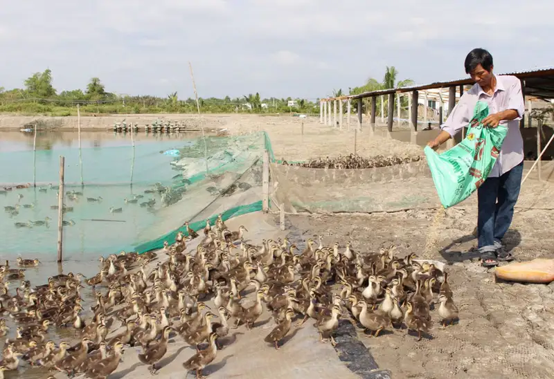 Nguyên nhân gây bệnh tụ huyết trùng ở vịt 2