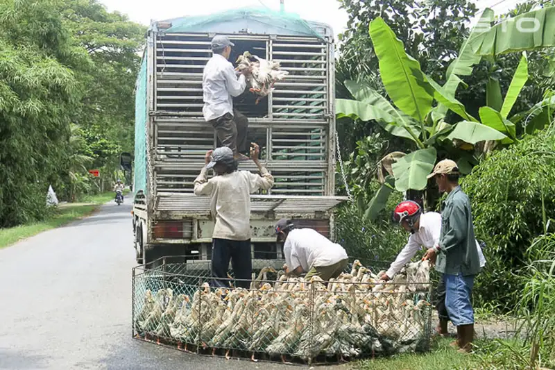 Nguyên nhân gây bệnh tụ huyết trùng ở vịt 3