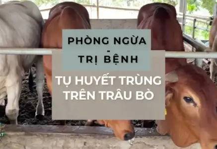 Phòng ngừa bệnh tụ huyết trùng trâu bò – Những điều cần biết