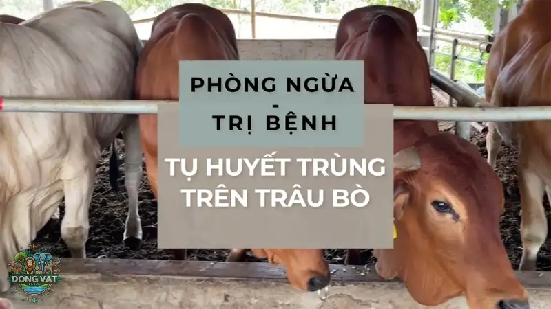 Phòng ngừa bệnh tụ huyết trùng trâu bò - Những điều cần biết