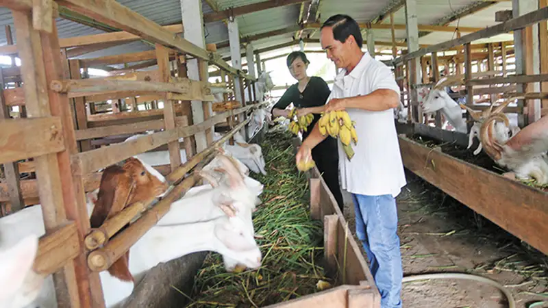 Nguyên nhân gây bệnh tụ huyết trùng trên dê 1