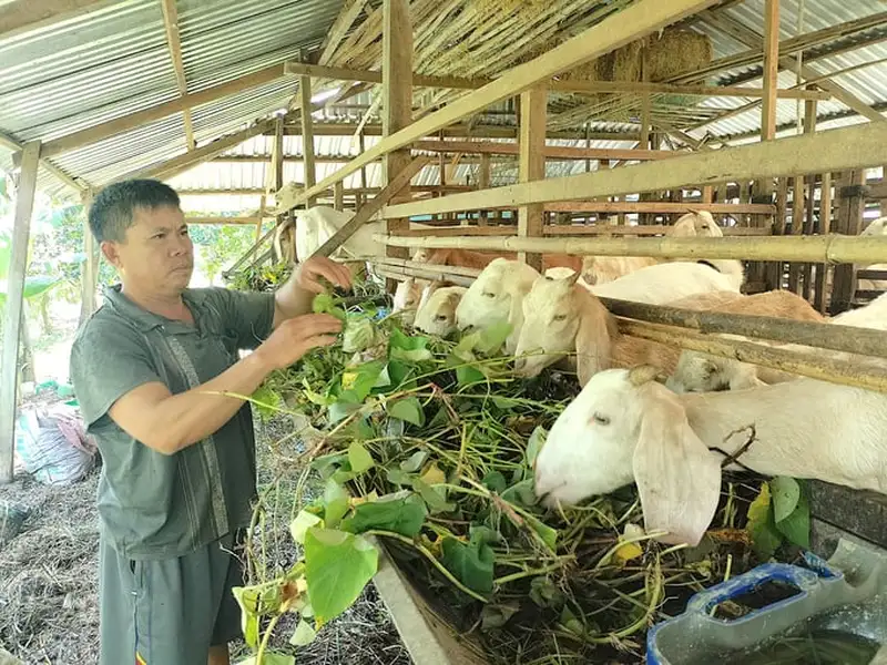 Cách phòng bệnh tụ huyết trùng 5