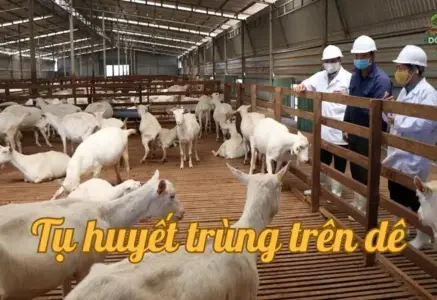 Cách nhận biết bệnh tụ huyết trùng trên dê để xử lý kịp thời