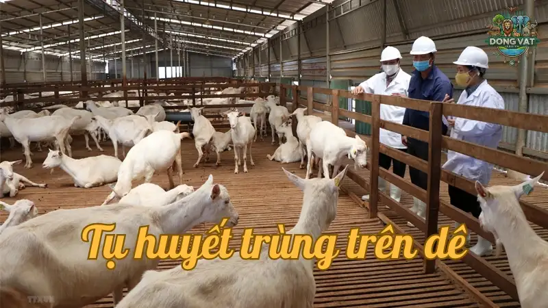 Cách nhận biết bệnh tụ huyết trùng trên dê để xử lý kịp thời