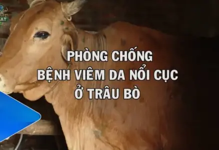 Bệnh viêm da nổi cục – Hướng dẫn cách điều trị và chăm sóc