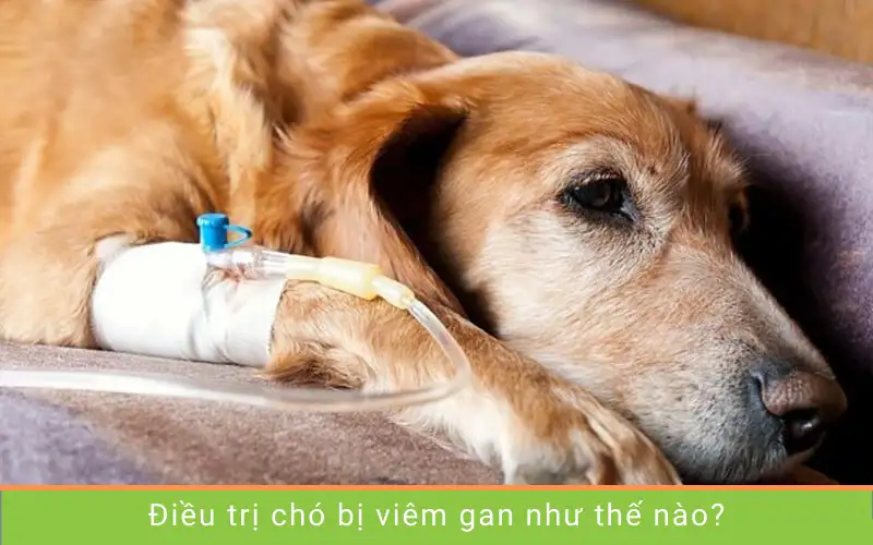 Bệnh viêm gan ở chó có thể chữa được không?