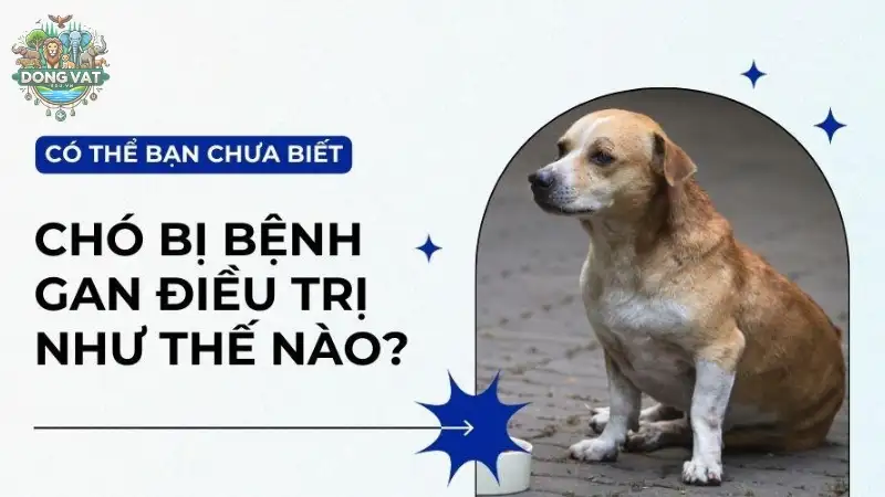 Bệnh viêm gan ở chó là gì?