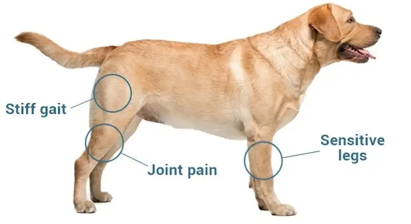 Cảm giác đau do viêm khớp có thể dẫn đến chán ăn hoặc bỏ ăn