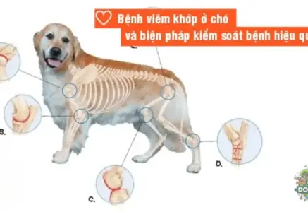 Bệnh viêm khớp ở chó là gì? Tất cả những điều bạn cần biết