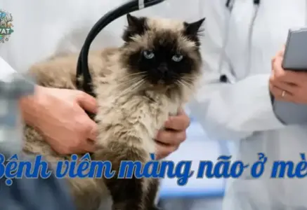 Nguyên nhân gây ra bệnh viêm màng não ở mèo và cách chăm sóc