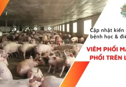 Triệu chứng bệnh viêm phổi màng phổi ở heo và cách điều trị