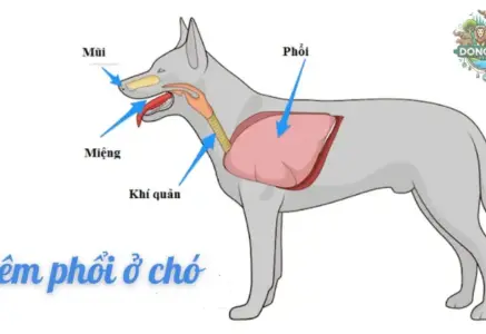 Triệu chứng bệnh viêm phổi ở chó và cách xử lý kịp thời